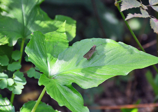 ¥Á¥ã¥Ð¥Í¥»¥»¥ê