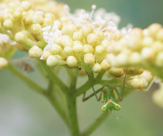 ¥Ï¥é¥Ó¥í¥«¥Þ¥¥ê