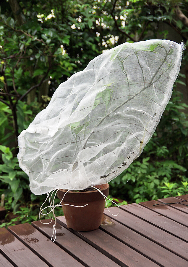 降って湧いた幸運２ ナミアゲハ羽化 妖精からの贈物