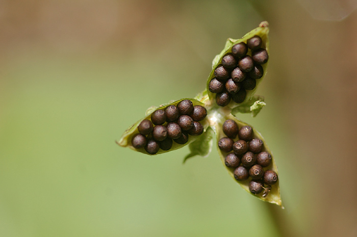 弾ける種二種 妖精からの贈物