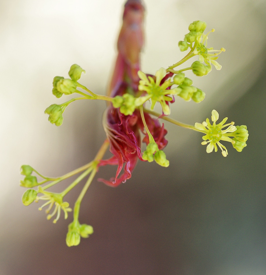 やっと カエデの花 妖精からの贈物 やっと カエデの花 妖精からの贈物
