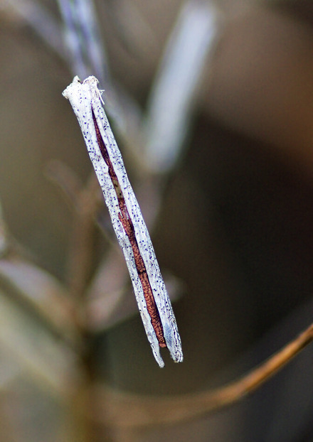 ¥Á¥ç¥¦¥¸¥½¥¦