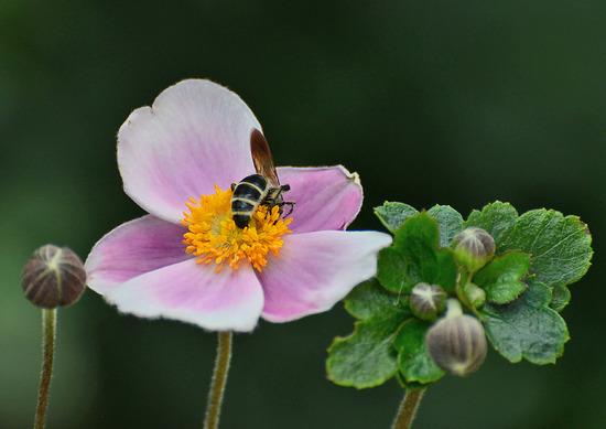 ¥Ò¥á¥Ï¥é¥Ê¥¬¥Ä¥Á¥Ð¥Á