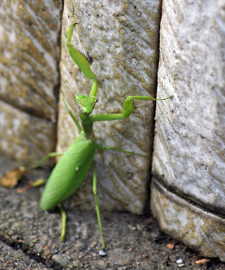 ¥Ï¥é¥Ó¥í¥«¥Þ¥¥ê