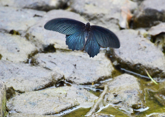 ¥Ê¥¬¥µ¥¥¢¥²¥Ï