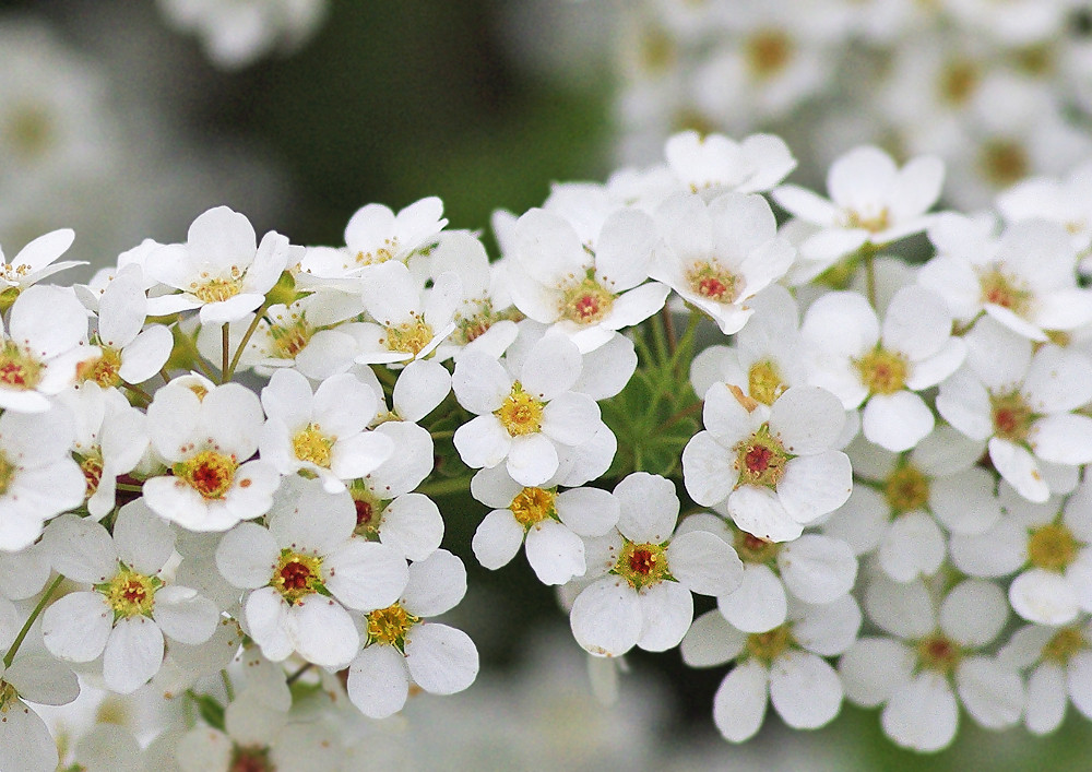 満開のユキヤナギ 根木内歴史公園 妖精からの贈物