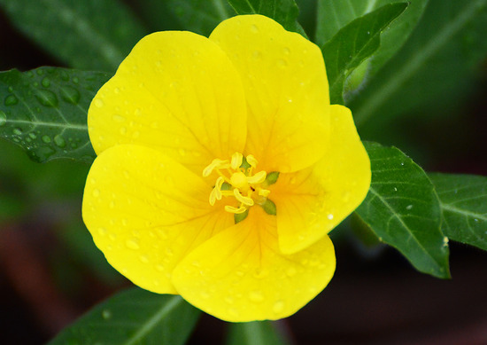 ¥ª¥ª¥Ð¥Ê¥ß¥º¥¥ó¥Ð¥¤