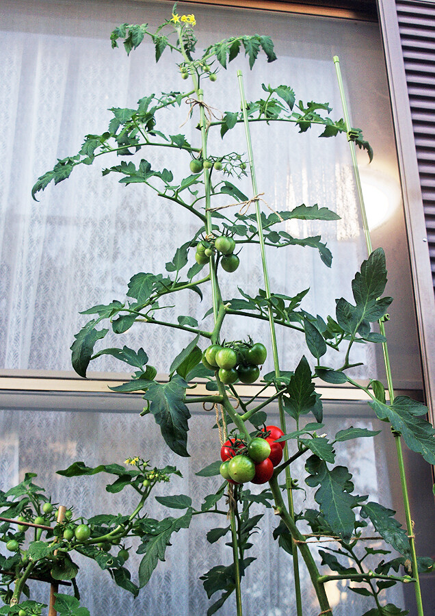 ミニトマト2種 妖精からの贈物 ミニトマト2種 妖精からの贈物