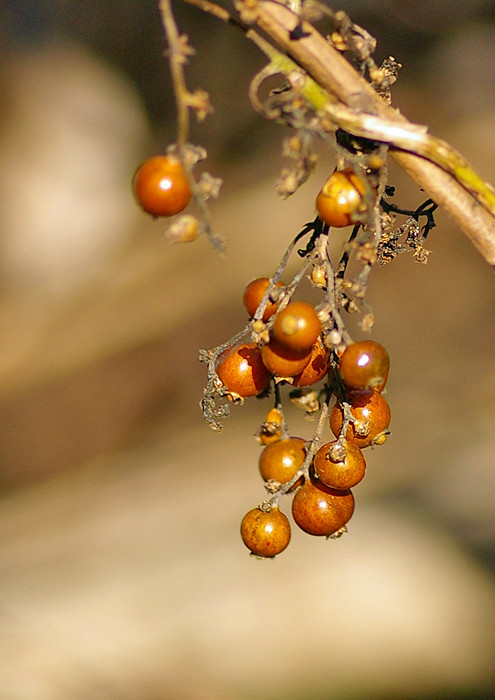 液果の輝き ヘクソカズラ 妖精からの贈物 液果の輝き ヘクソカズラ 妖精からの贈物