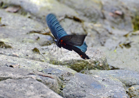 ¥Ê¥¬¥µ¥¥¢¥²¥Ï