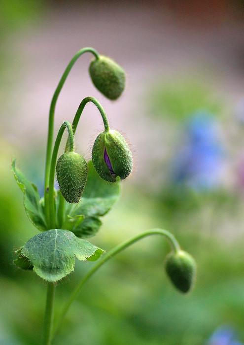 ヒマラヤの青いケシ 続 妖精からの贈物