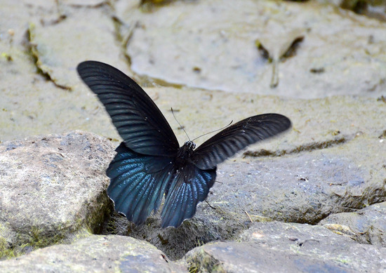 ¥Ê¥¬¥µ¥¥¢¥²¥Ï