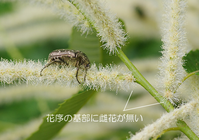クリの雌花 妖精からの贈物