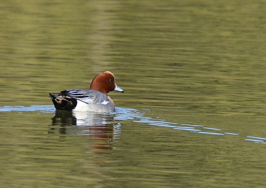 ¥Ò¥É¥ê¥¬¥â