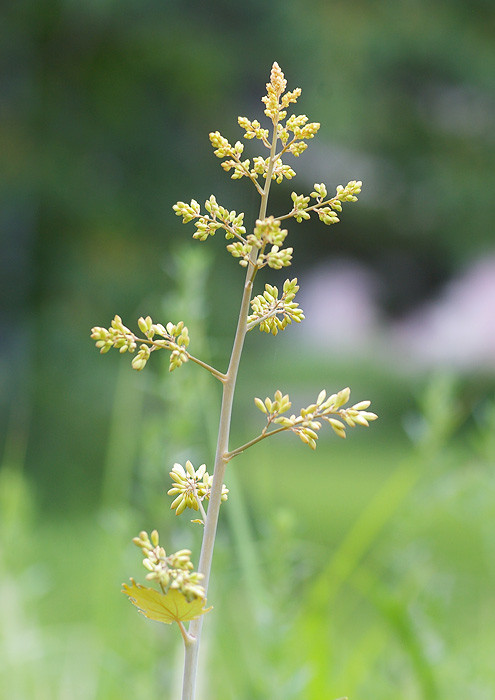 竹煮 竹似 のタケニグサ 妖精からの贈物