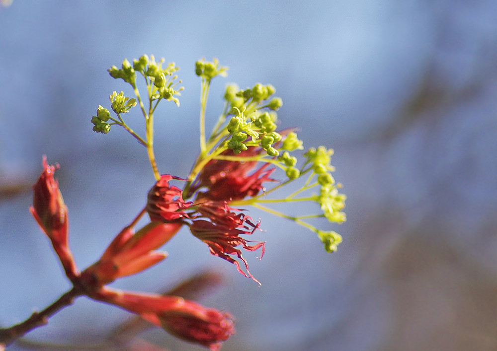 やっと カエデの花 妖精からの贈物 やっと カエデの花 妖精からの贈物