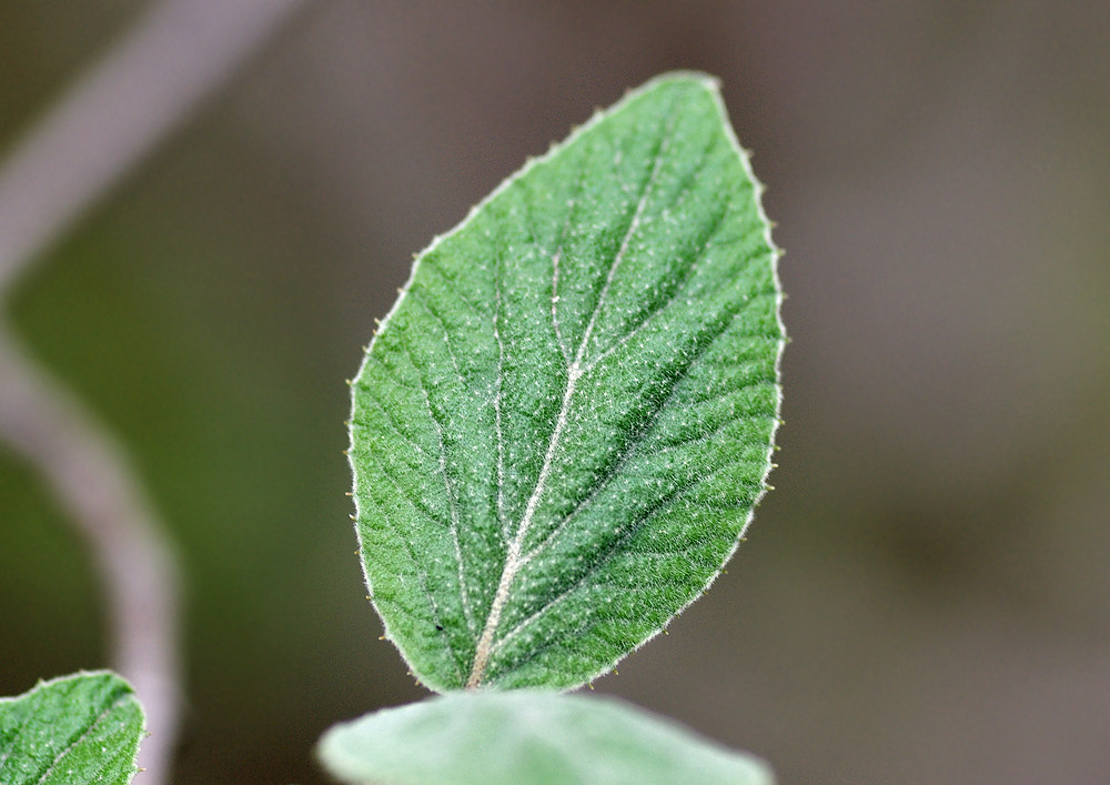 チョウジガマズミ 広池学園キャンパス ２ 妖精からの贈物