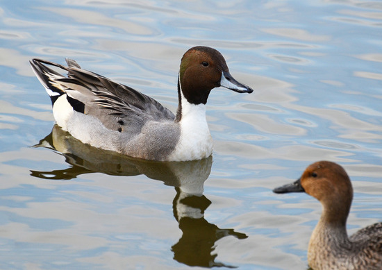 ¥ª¥Ê¥¬¥¬¥â