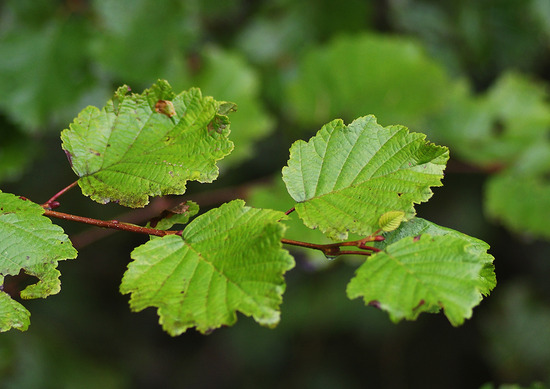 ¥ä¥Þ¥Ï¥ó¥Î¥¡¡¡¦¥±¥ä¥Þ¥Ï¥ó¥Î¥¡©