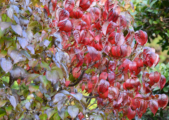 ¥µ¥ó¥·¥å¥æ