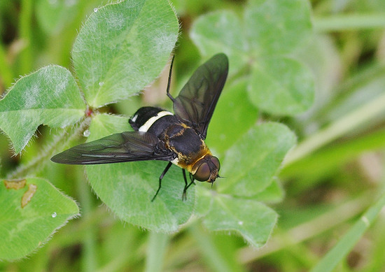 ¥¯¥í¥Ð¥Í¥Ä¥ê¥¢¥Ö