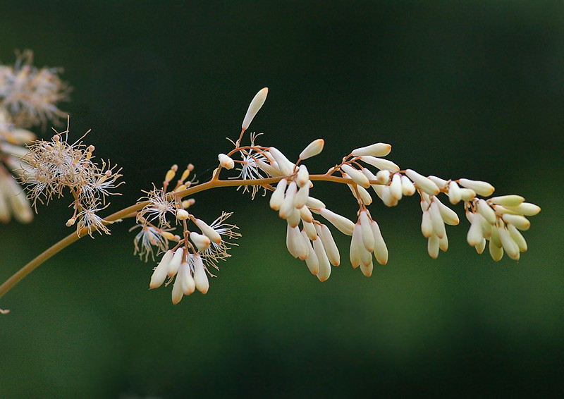 竹煮 竹似 のタケニグサ 妖精からの贈物
