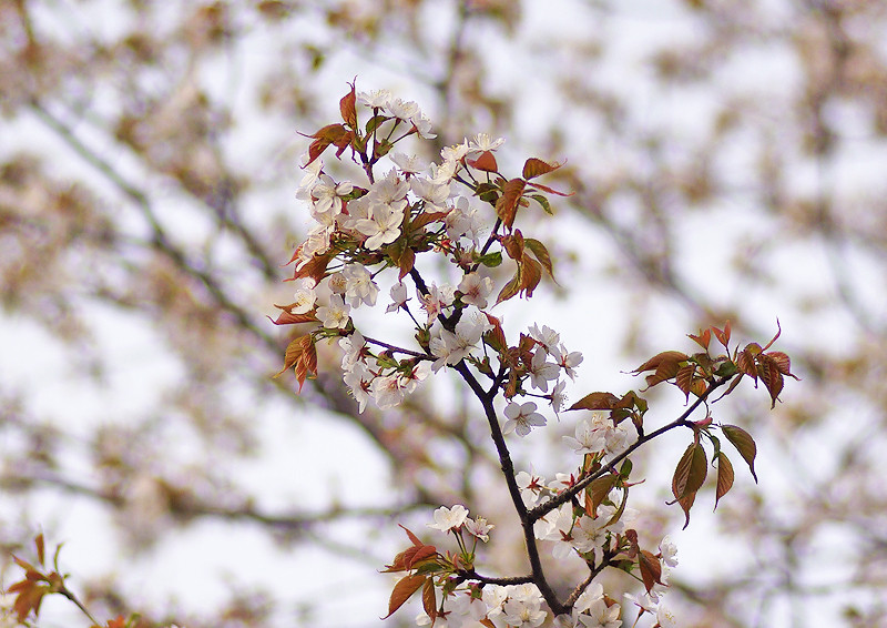 ソメイヨシノの後に : 妖精からの贈物