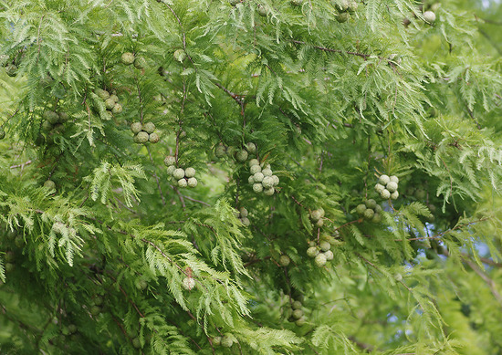 ¥é¥¯¥¦¥·¥ç¥¦