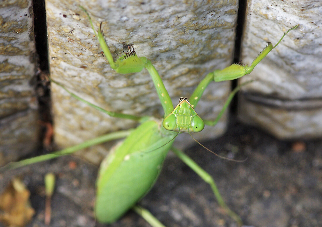 可愛いカマキリ １１月 妖精からの贈物