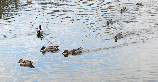 ¥ª¥Ê¥¬¥¬¥â