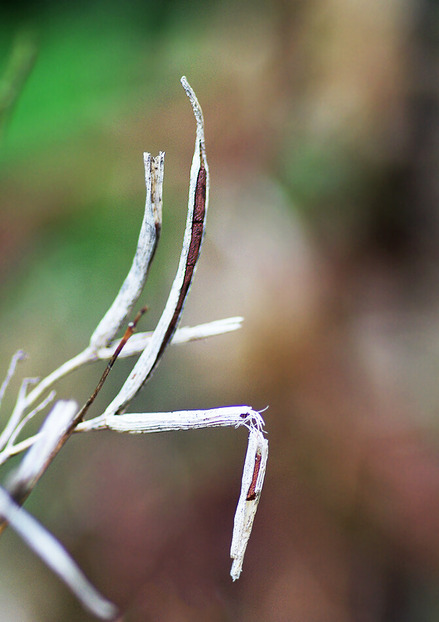 ¥Á¥ç¥¦¥¸¥½¥¦