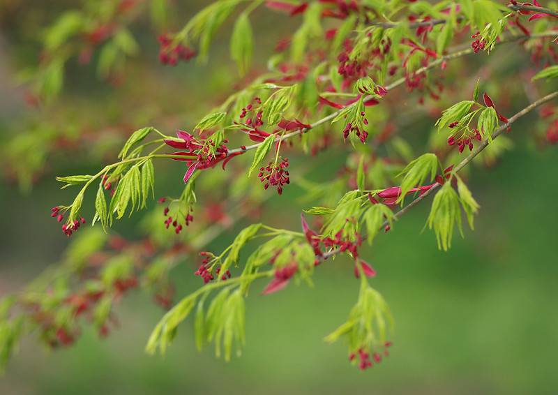 樹木の芽吹き 理想会自然公園の樹木 妖精からの贈物