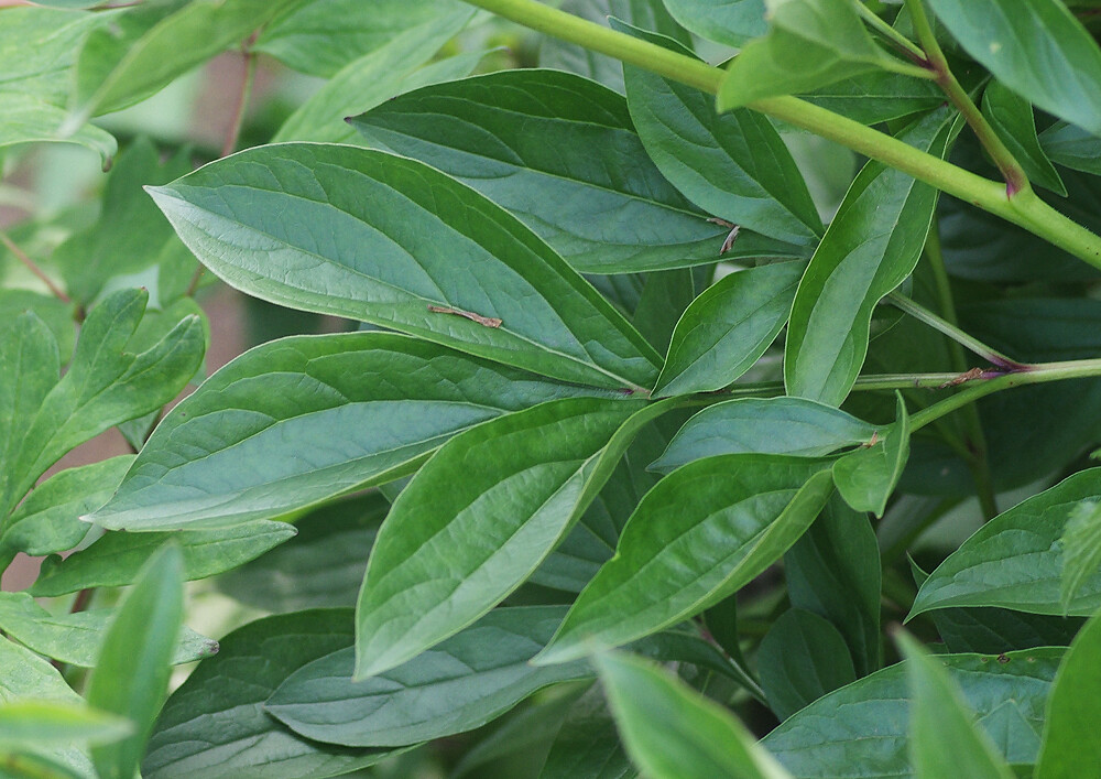 シャクヤクとボタン 市川市万葉植物園５ ５月中旬 妖精からの贈物