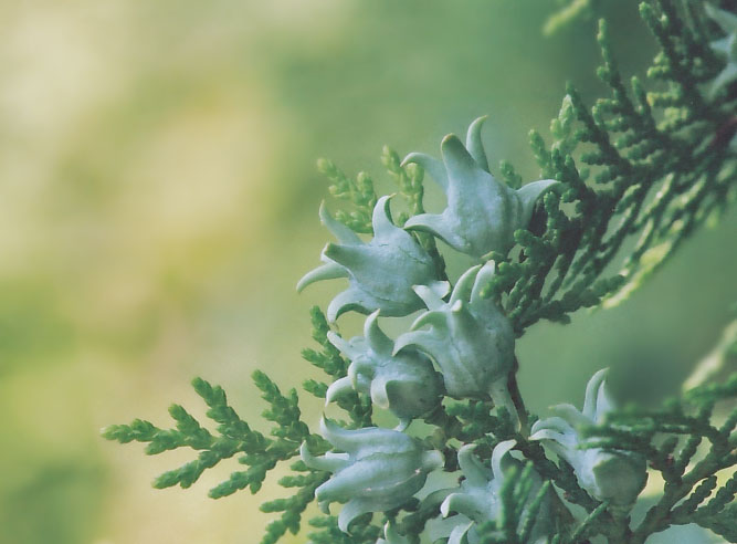 針葉樹も 妖精からの贈物
