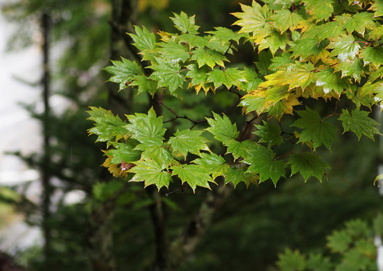 ¥ª¥ª¥¤¥¿¥ä¥á¥¤¥²¥Ä