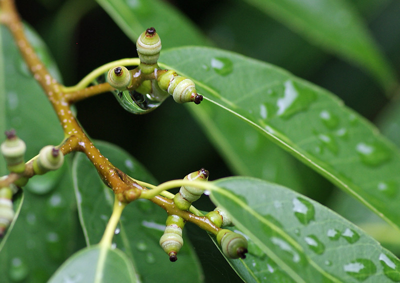 瑞々しい葉や実 妖精からの贈物