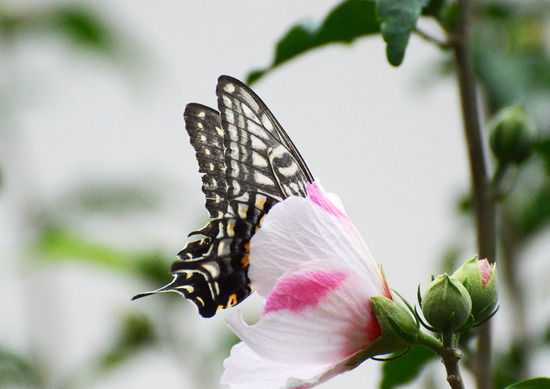 ¥Ê¥ß¥¢¥²¥Ï