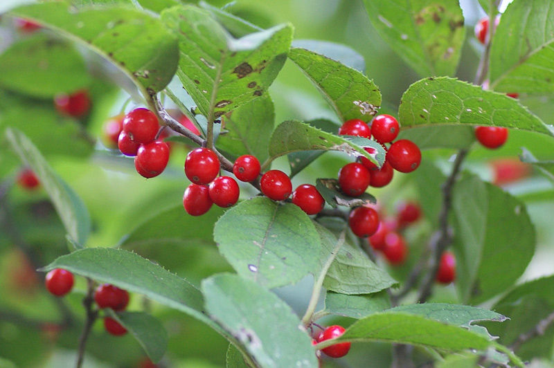 秋の花と実いろいろ 秋の牛久自然観察の森 ２ 妖精からの贈物