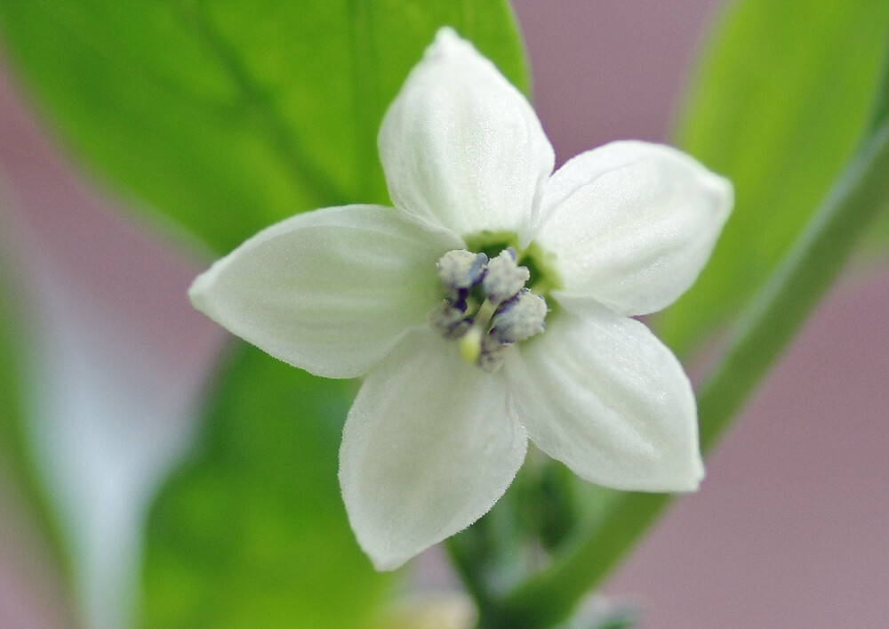 ピーマンの花と実 妖精からの贈物
