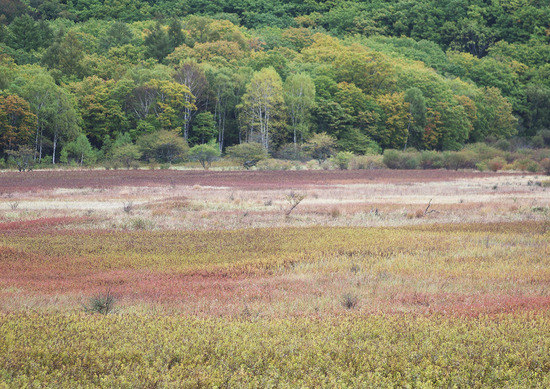 ¾®ÅÄÂå¥ö¸¶ÌÀ