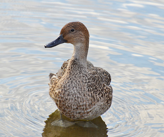 ¥ª¥Ê¥¬¥¬¥â