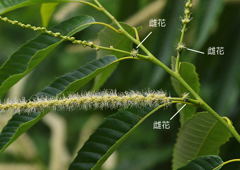 クリの雌花 妖精からの贈物 クリの雌花 妖精からの贈物