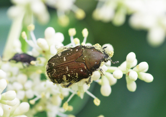 ¥³¥¢¥ª¥Ï¥Ê¥à¥°¥ê