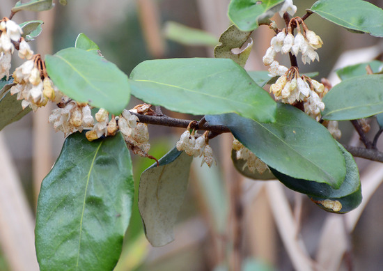 ¥Ê¥ï¥·¥í¥°¥ß