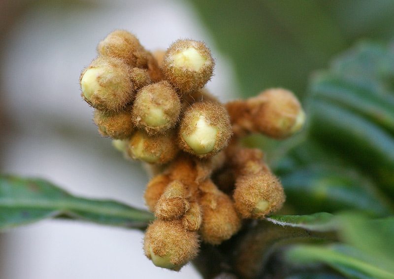 しびれを切らして 妖精からの贈物