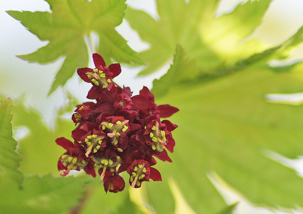 やっと カエデの花 妖精からの贈物