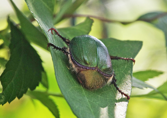 ¥¢¥ª¥É¥ª¥¬¥Í