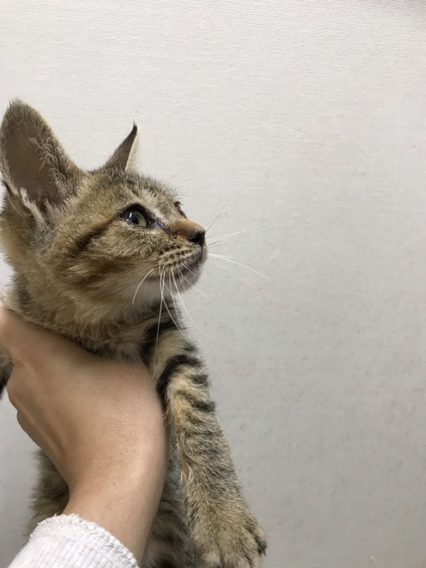 2131038A-65F0-4E38-89AB-9AF78BE006A6