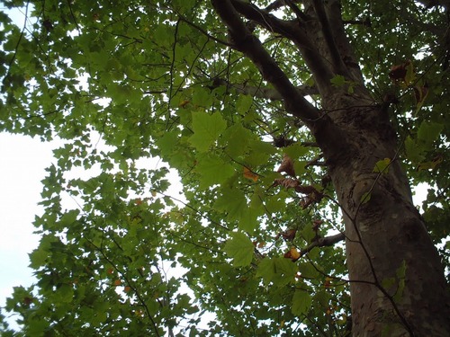 ¥×¥é¥¿¥Ê¥¹¡¡£´