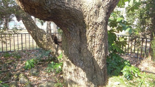 ²¼²£¾ì¤ÎÂ祰¥ß5